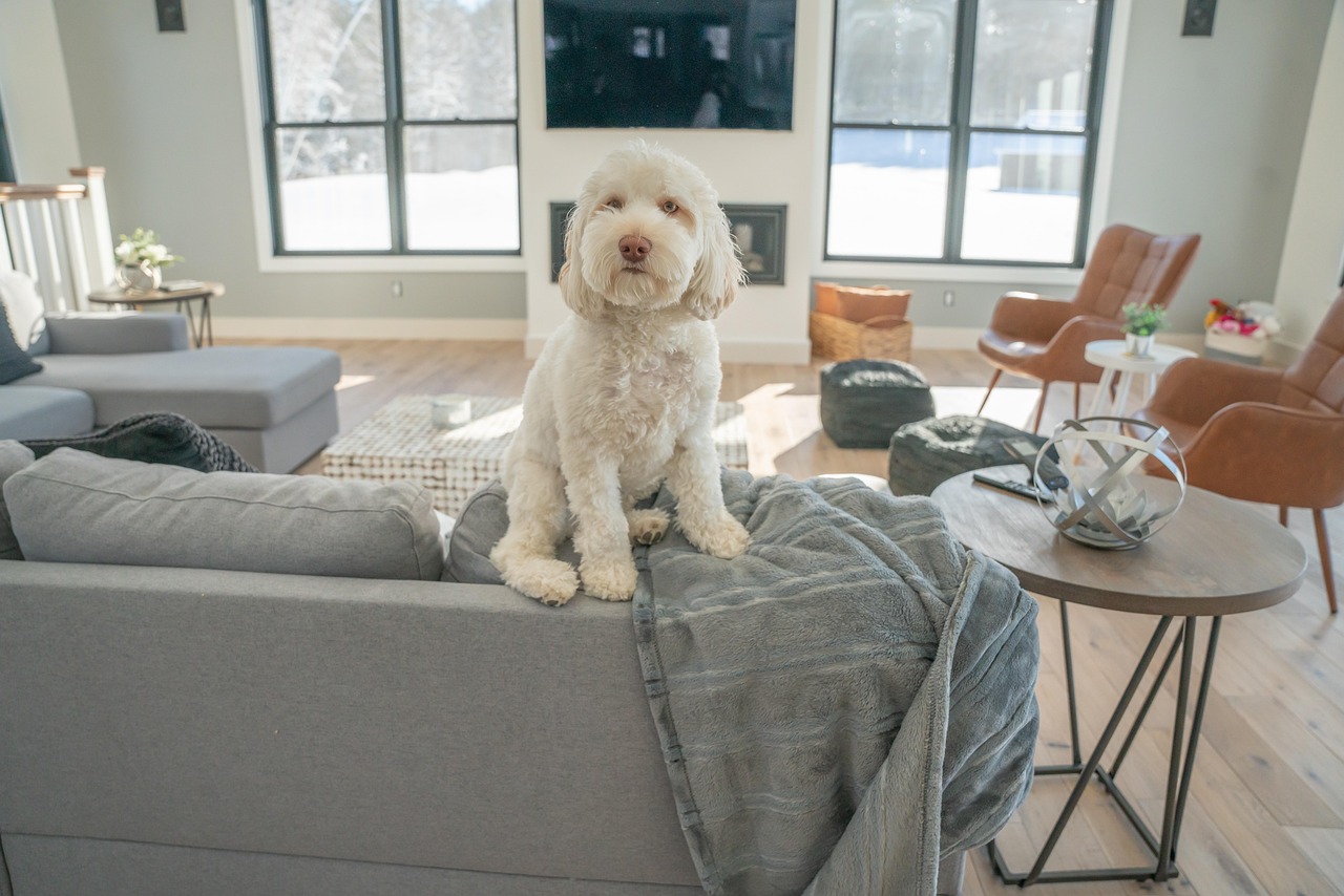 dog, pet, nature, doodle, white dog, living room, animal, home, domestic, cute
