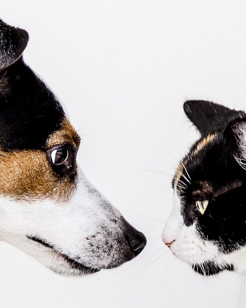 Briga de cão e gato em casa?