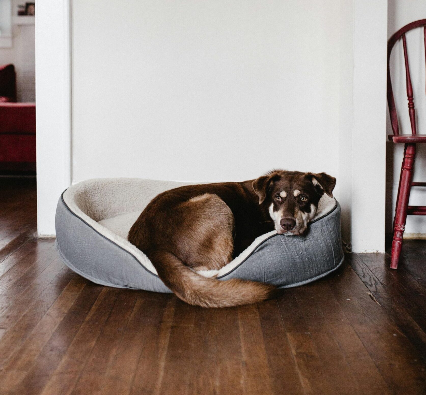 Home cao cama ortopedica