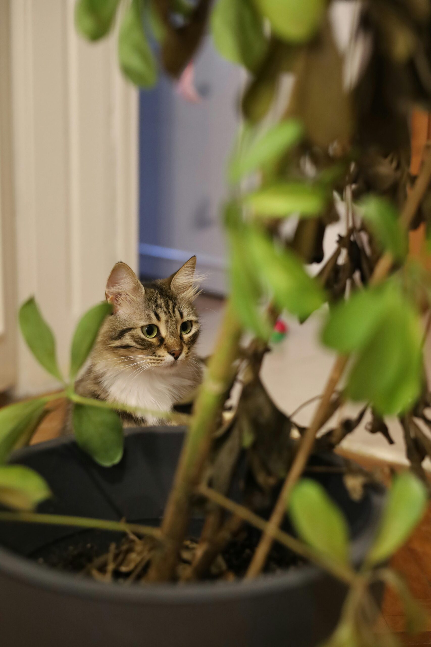 Home segurança em casa