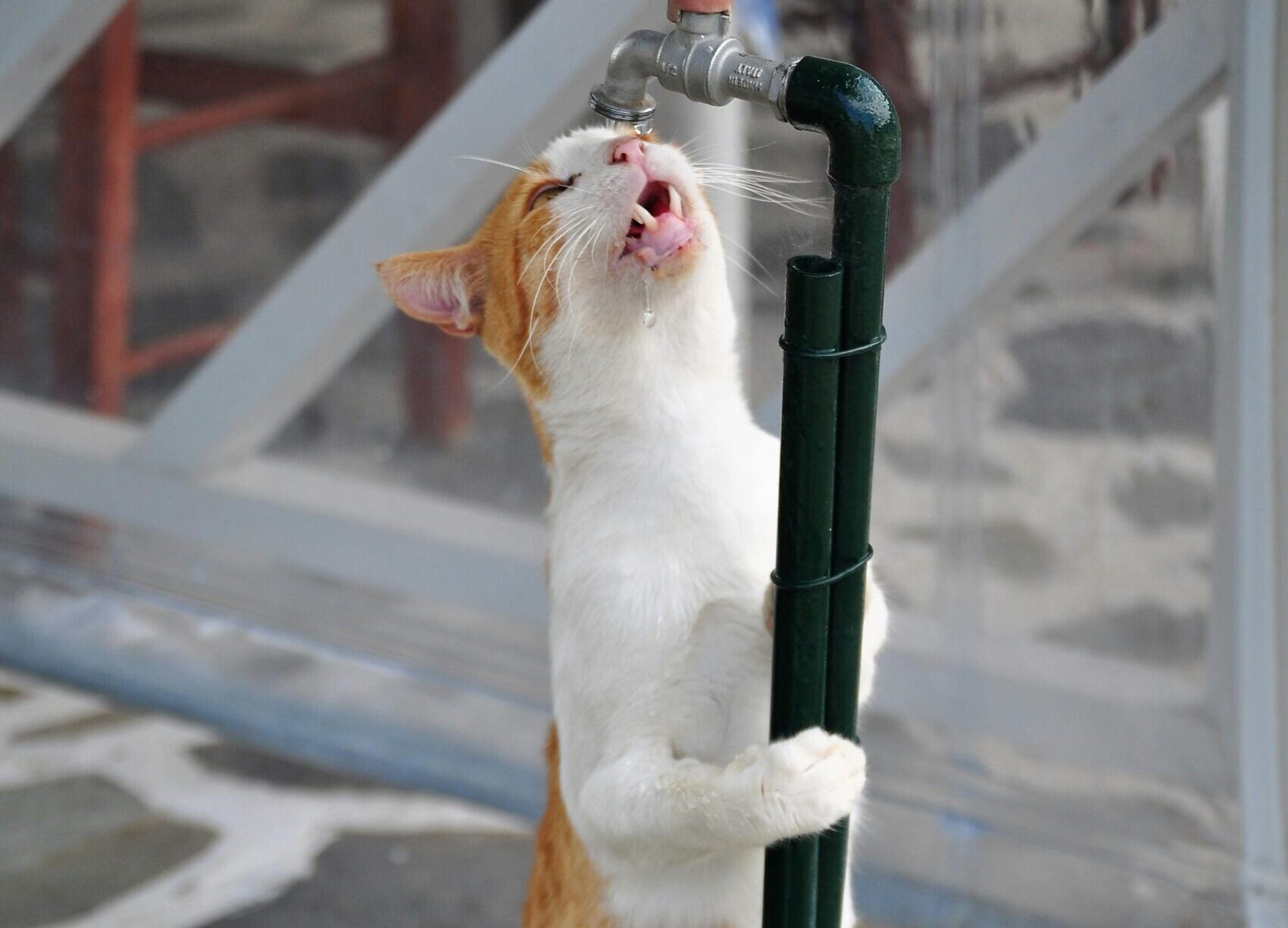 sede excessiva em gato