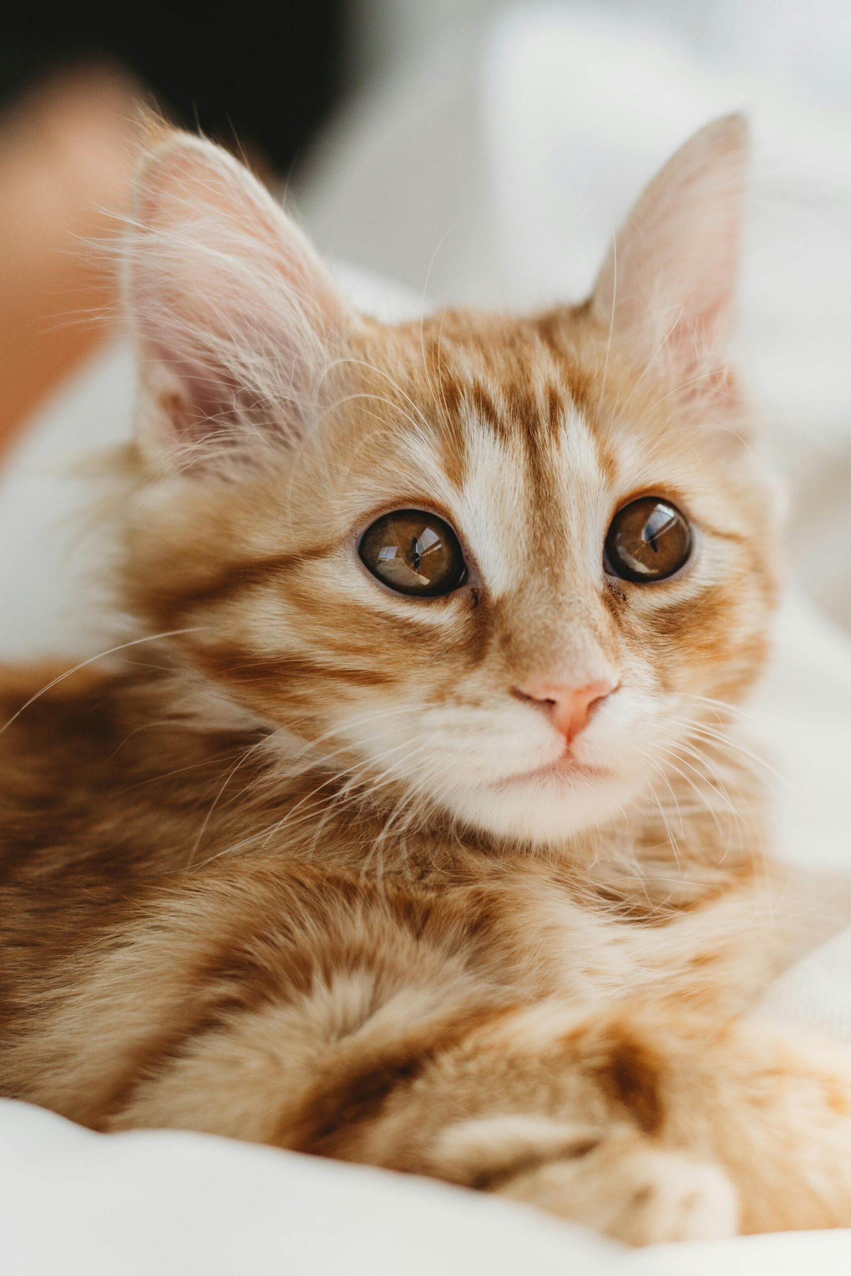 insuficiencia renal em gatos