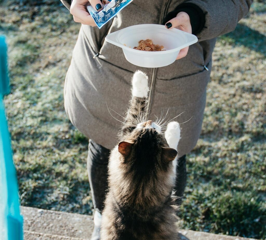 comida umida para gatos