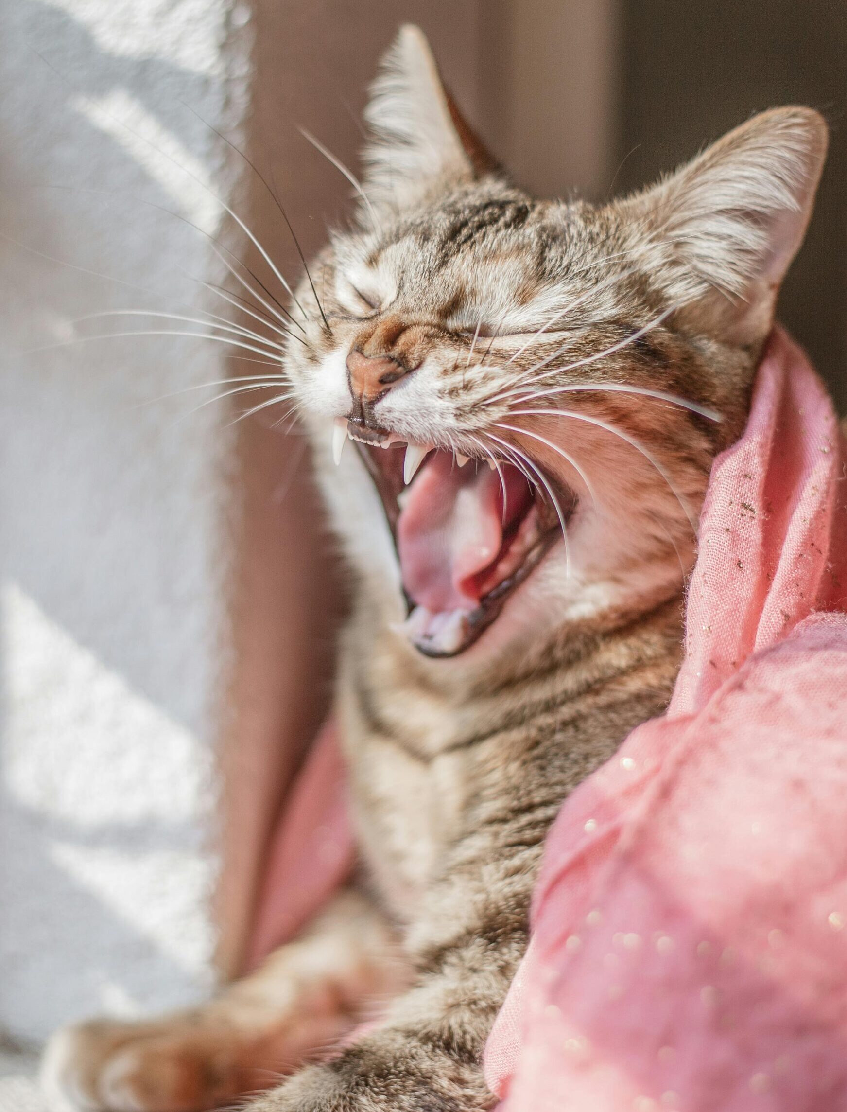 o que é Antropomorfização