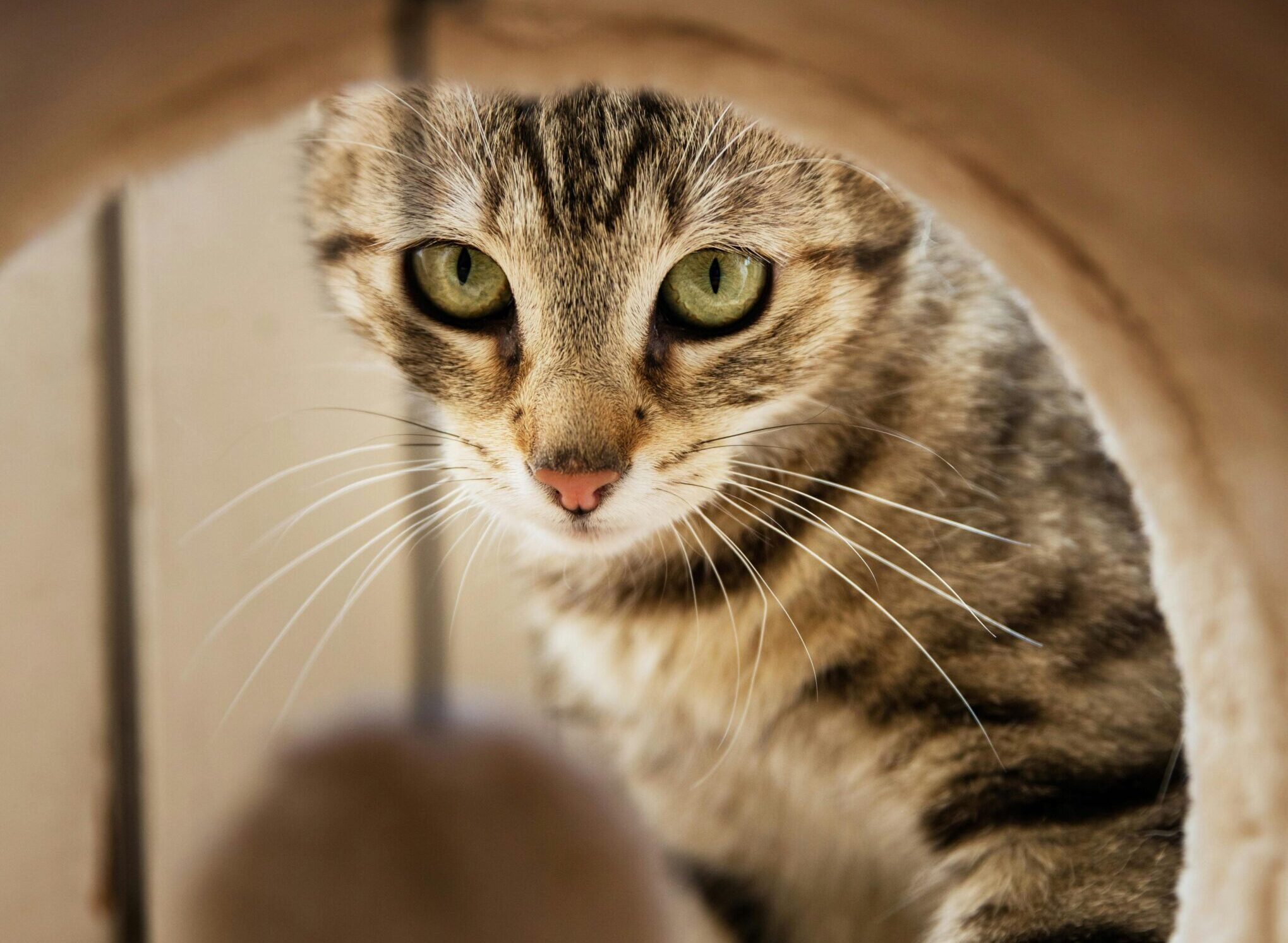 enriquecimento ambiental para gato em apartamento